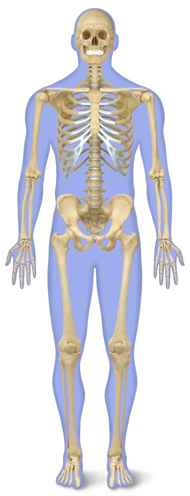 Human Skeletal System Quiz