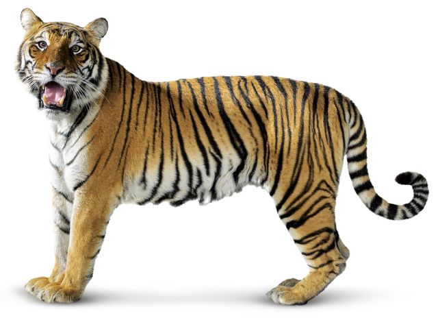 Bengal tiger Facts for Kids