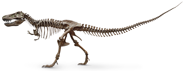 _Tyrannosaurus_8365_1_zkwyqi.png