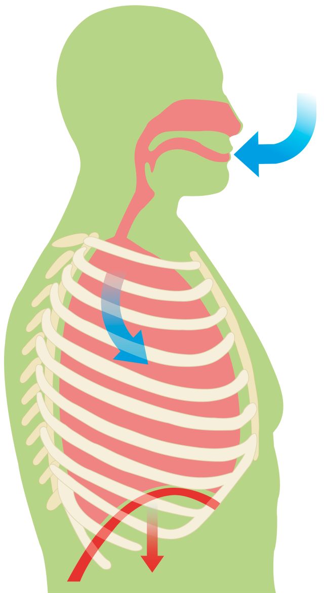 Quiz yourself on lungs and breathing! quiz Human Body lessons DK