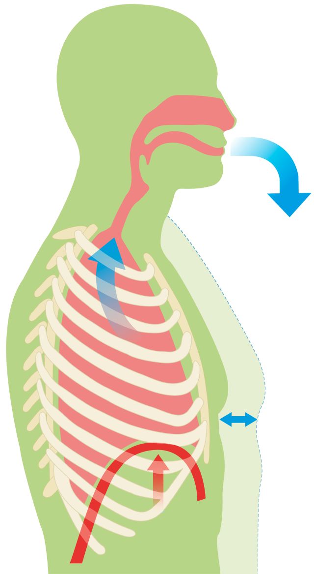 Quiz yourself on lungs and breathing! quiz Human Body lessons DK