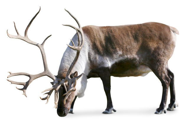 Tundra Facts For Kids | Tundra Animals | DK Find Out Tundra Facts For Kids | Tundra Animals | DK Find Out