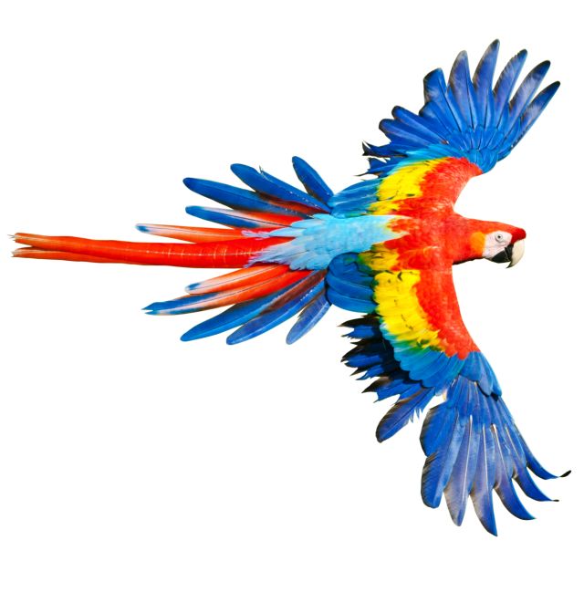 bird expert clipart