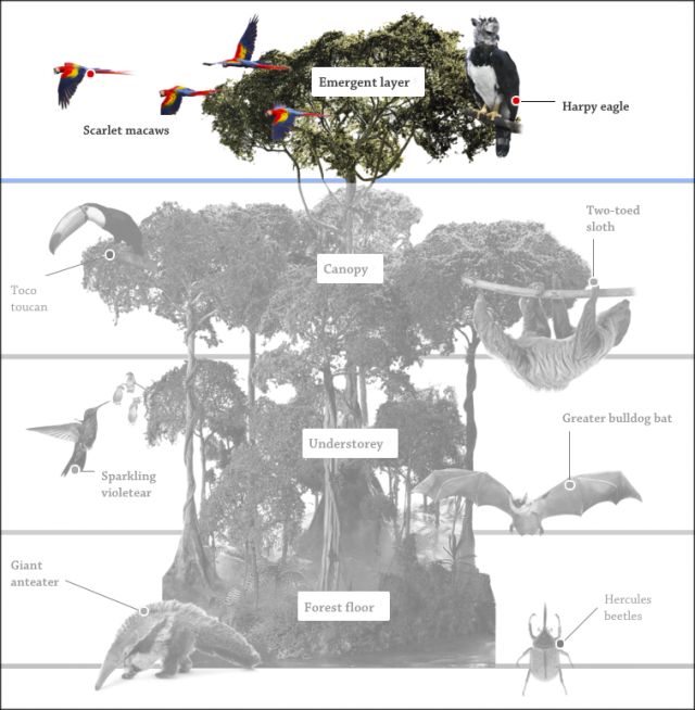 Rainforest Emergent Layer Rainforest Layers DK Find Out