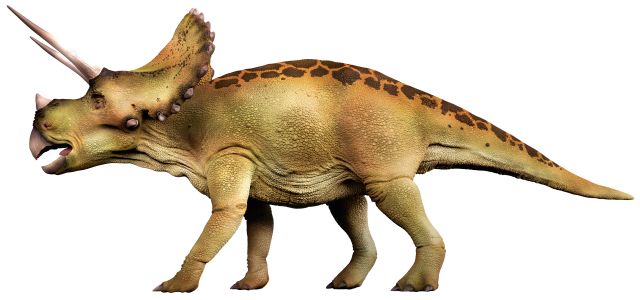 triceratops types of dinosaurs