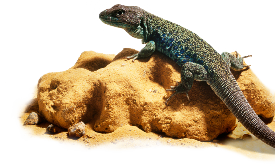 Types of Reptiles | Reptile Facts | DK Find Out