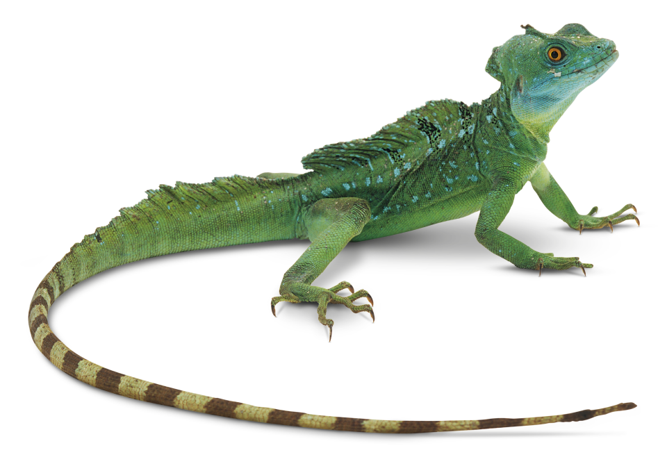 Facts About Lizards  What is a Lizard  DK Find Out