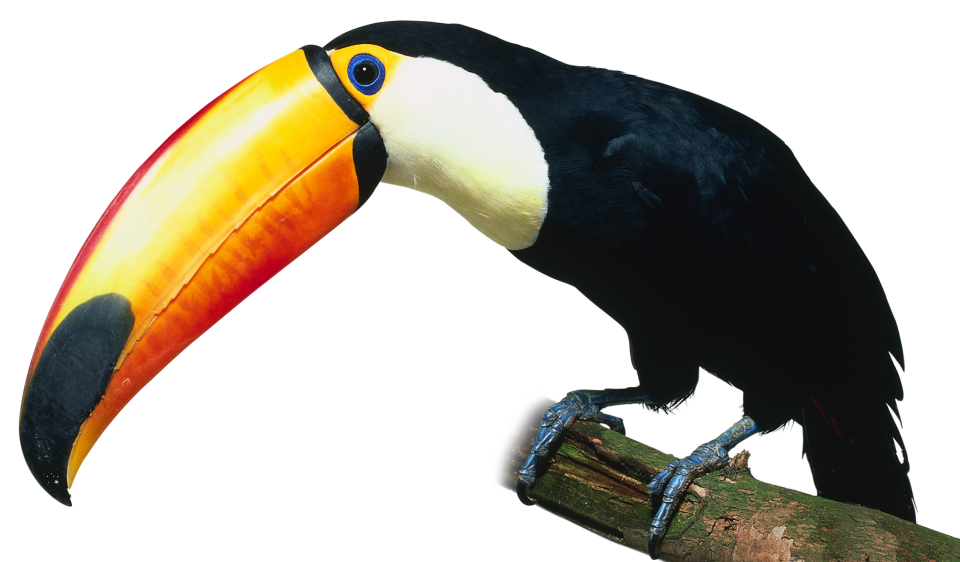 Download Adaptive Features Of Toucan