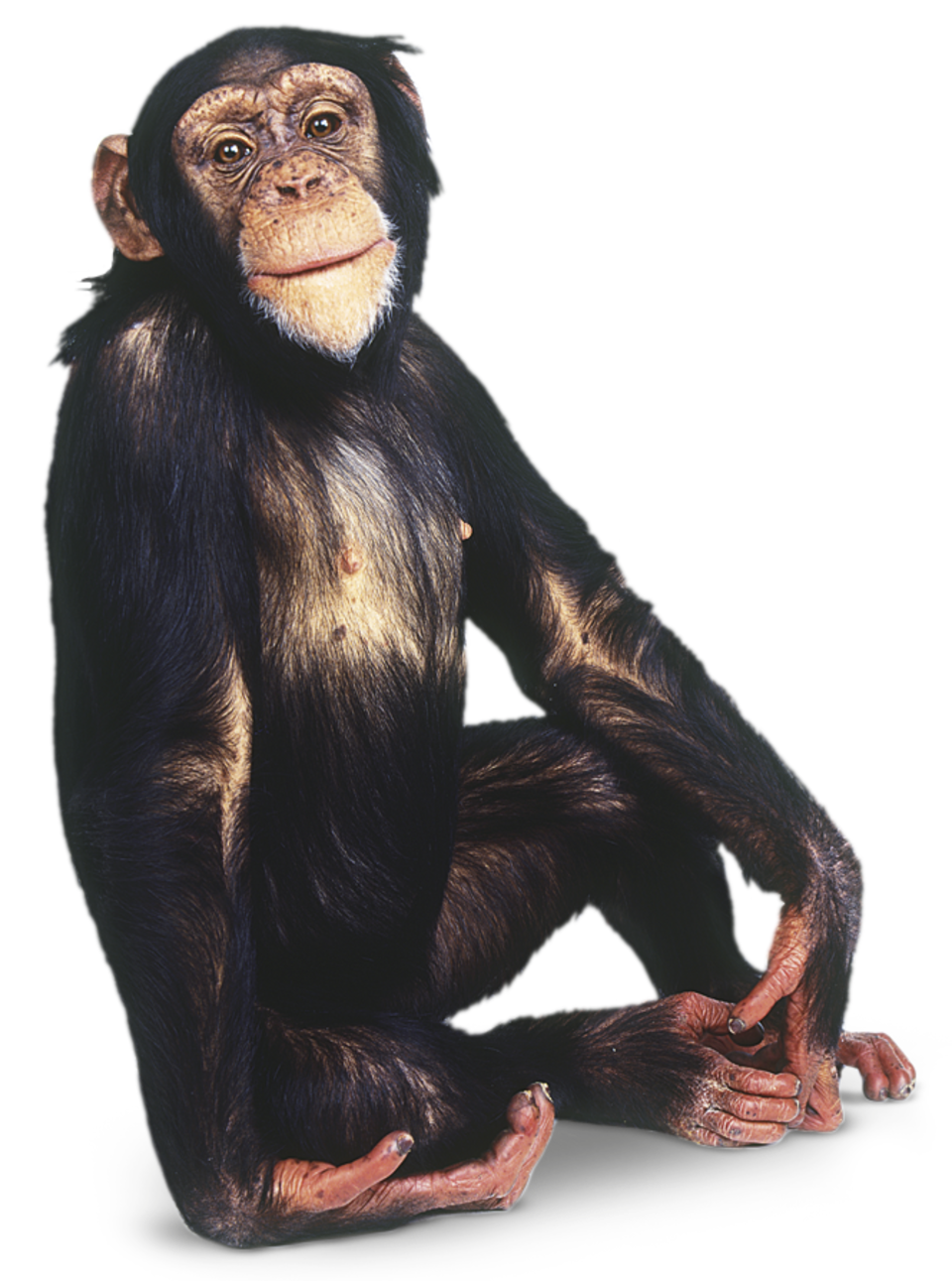 Ape Clipart Chimpanzee Ape Chimpanzee Transparent Fre - vrogue.co