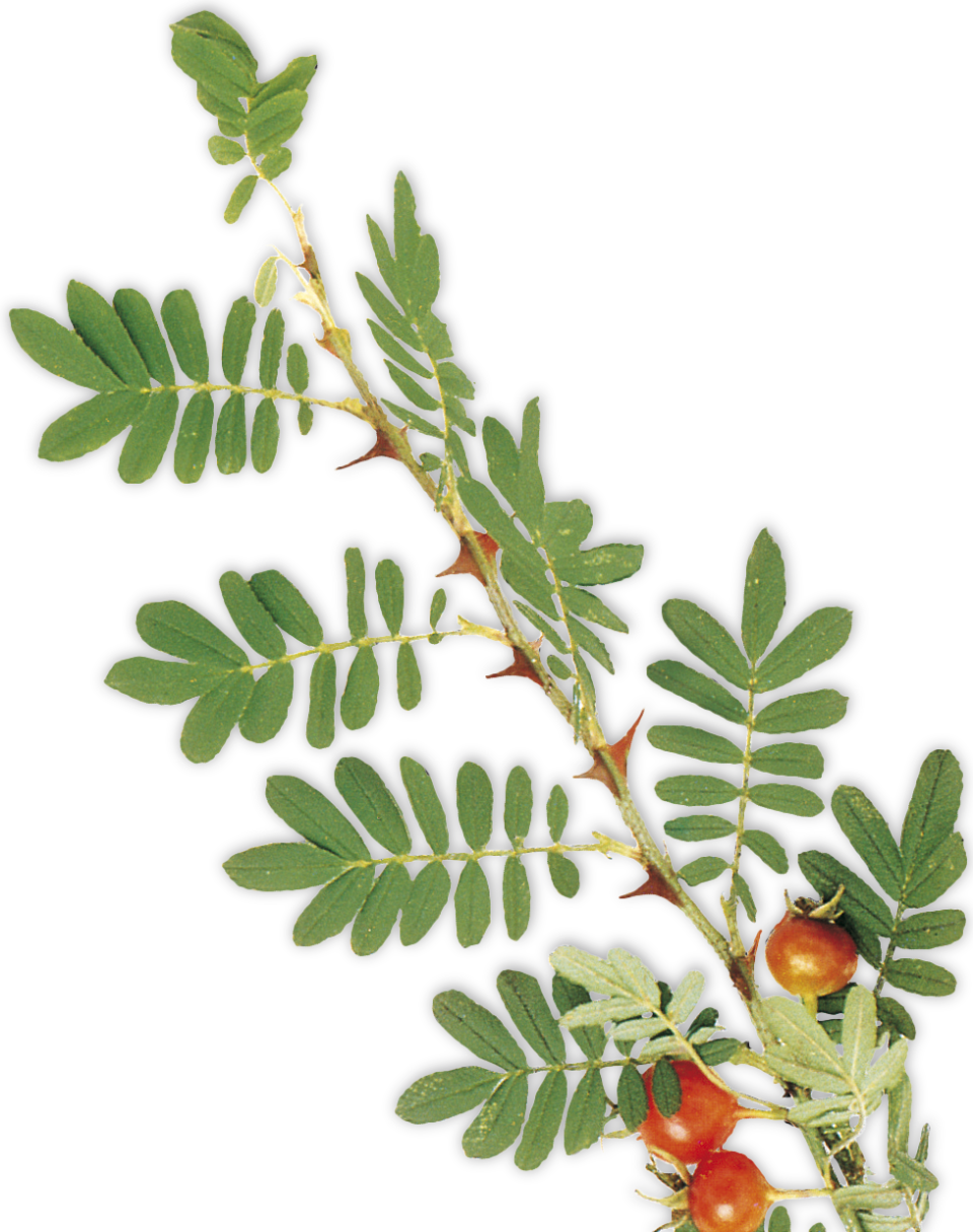 How Plants Protect Themselves Plant Defence DK Find Out