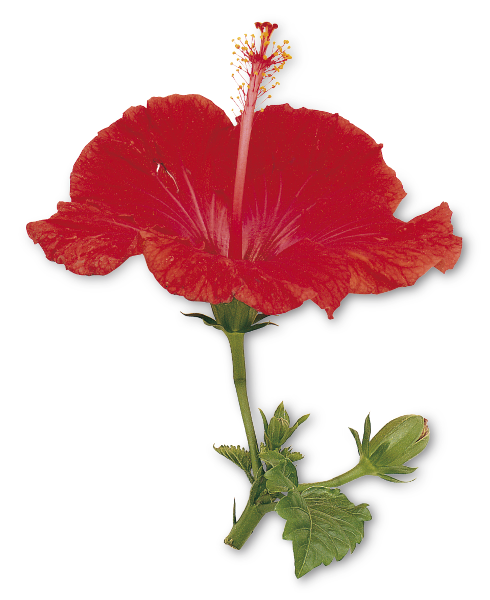 Parts Of Hibiscus Flower And Their Functions Pdf Best