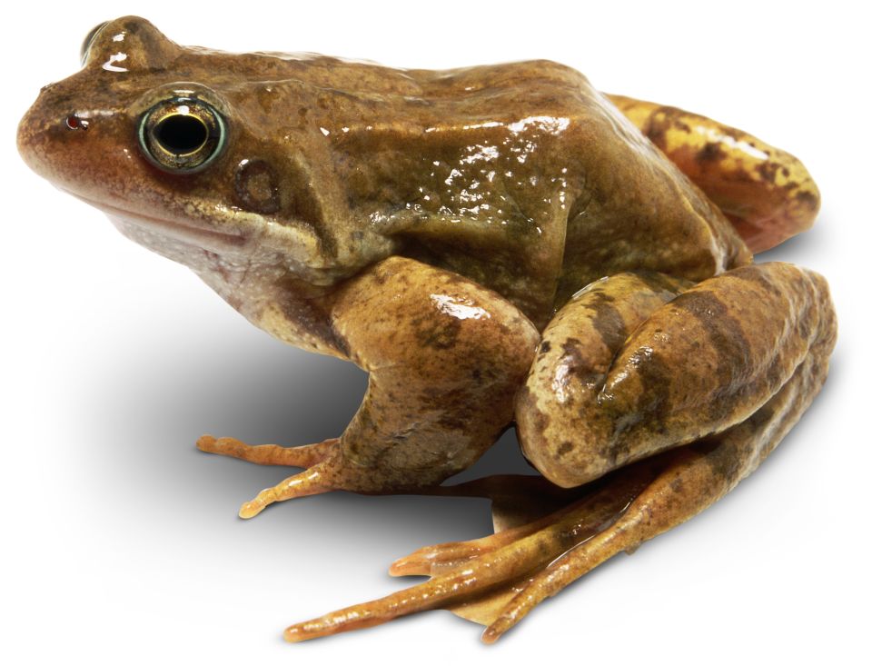 Frogs and Toads | Different Types of Frogs | DK Find Out