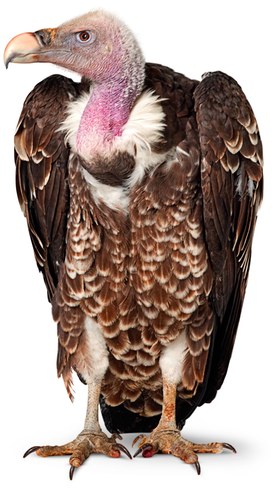 Carnivorous Birds List - Examples of Birds of Prey With Photos