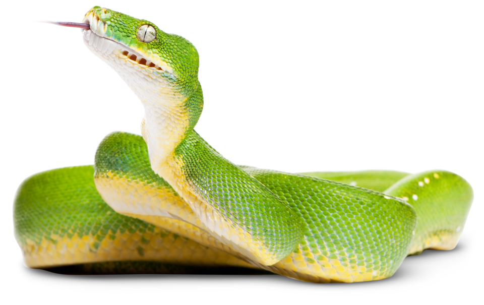 Types of Reptiles | Reptile Facts | DK Find Out