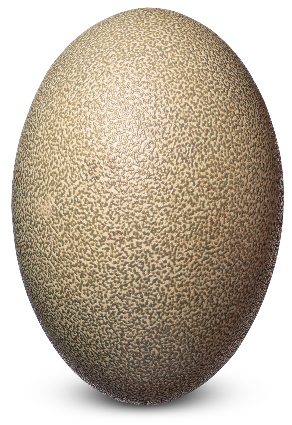 Bird Eggs | Bird Egg Identification | DK Find Out