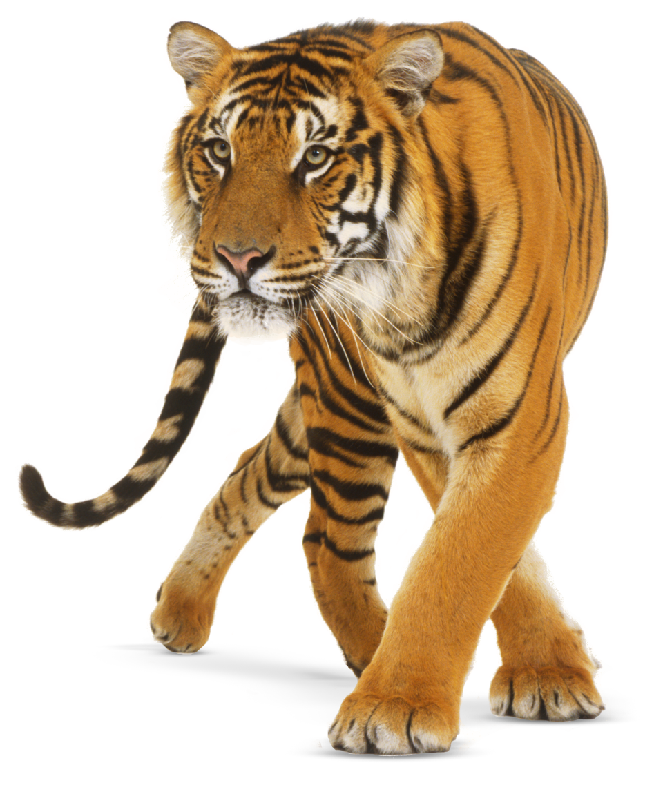 Tigers: The world's largest cats