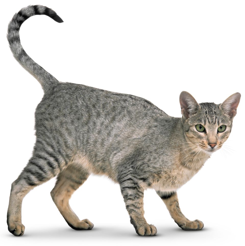 Skeletons Of Hyenas And Cats And Dogs Skeletons Of Hyenas And Cats And Dogs