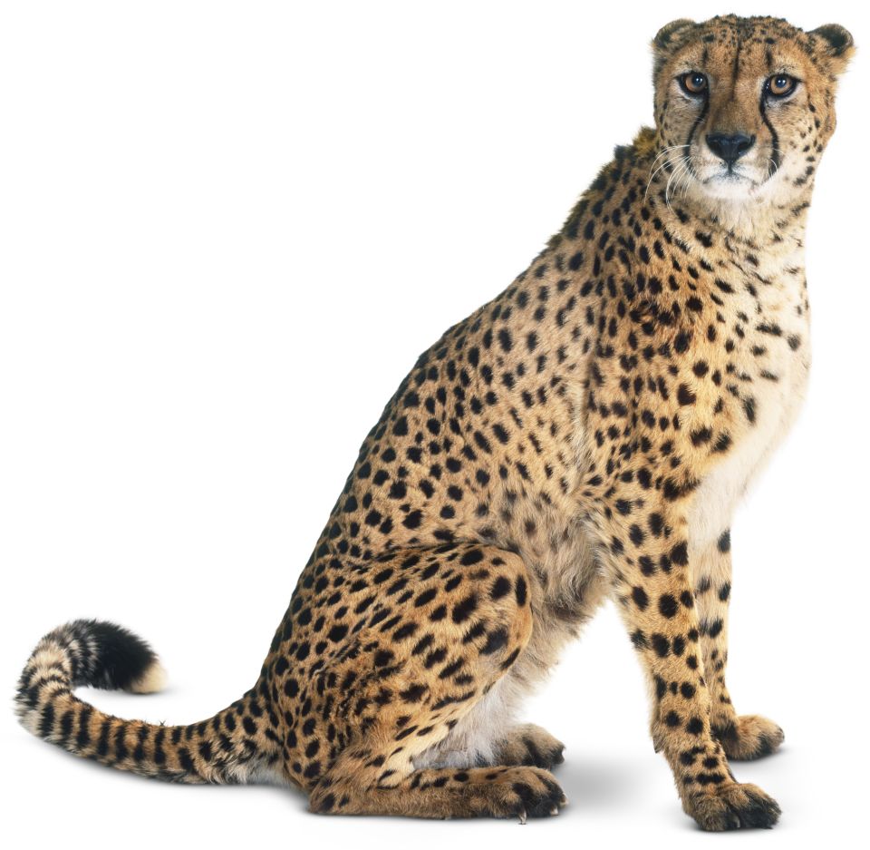 Types Of Big Cats Big Cat Breeds Dk Find Out