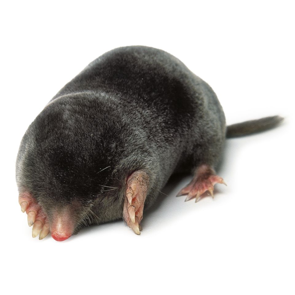 are moles nocturnal