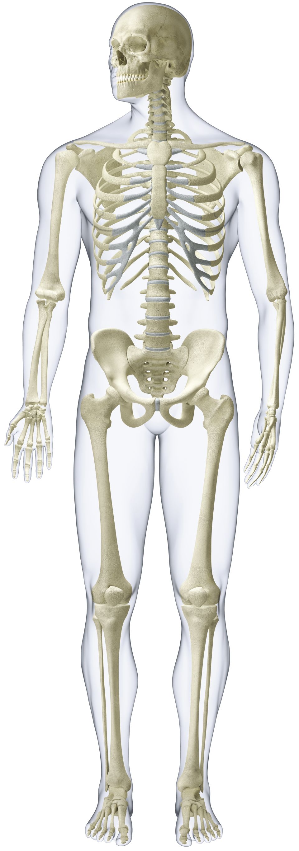 Anatomy of the Knee joint Quiz