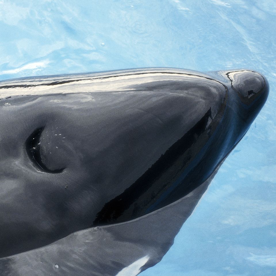 A respiratory opening such as a blowhole in whales 2021