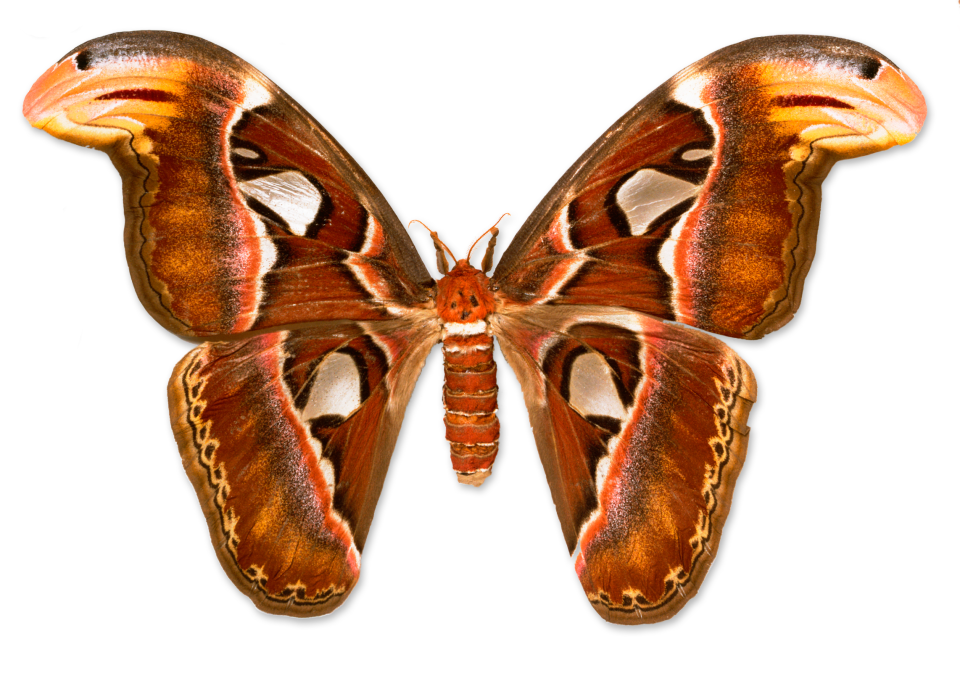 Types Of Butterflies Facts About Moths DK Find Out