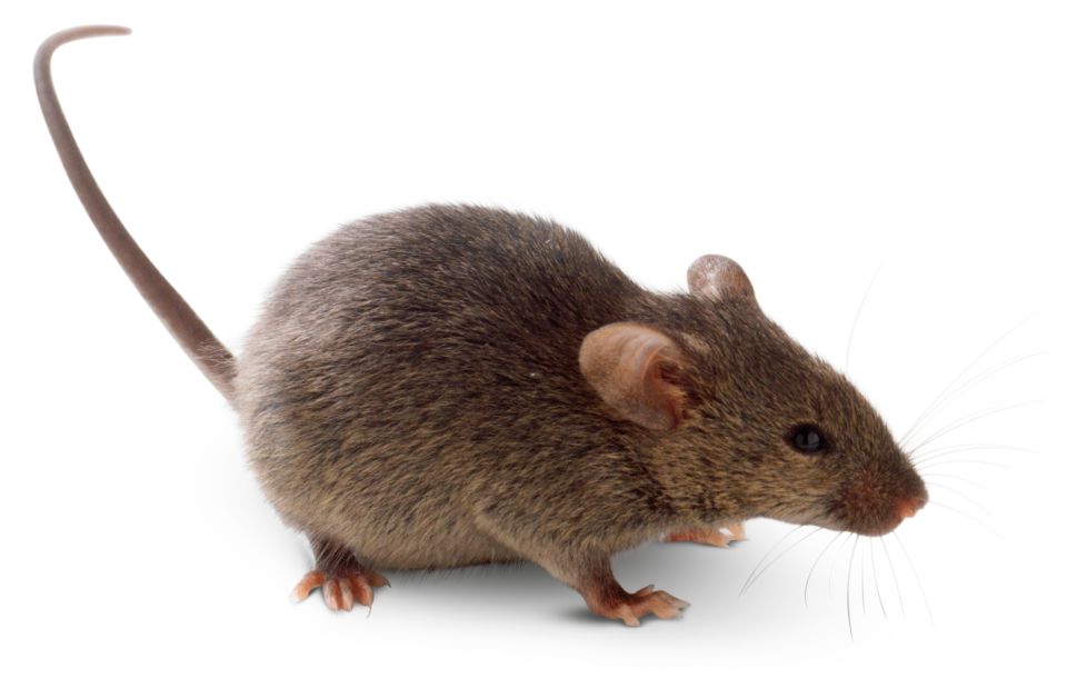 What Is A Rodent? | List Of Rodents | DK Find Out What Is A Rodent? | List Of Rodents | DK Find Out
