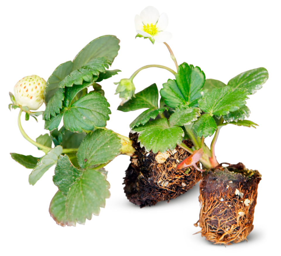 Growing Strawberries — Roots to Fruits Nursery