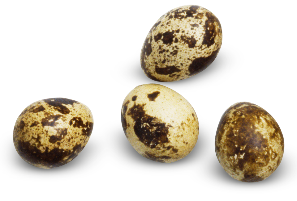 Stone Age Food What Did Early Humans Eat DK Find Out