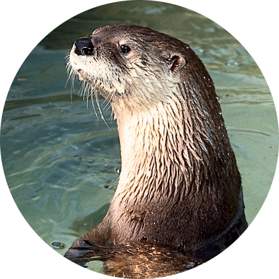 Otter Facts For Kids | Otter Information | DK Find Out Otter Facts For Kids | Otter Information | DK Find Out