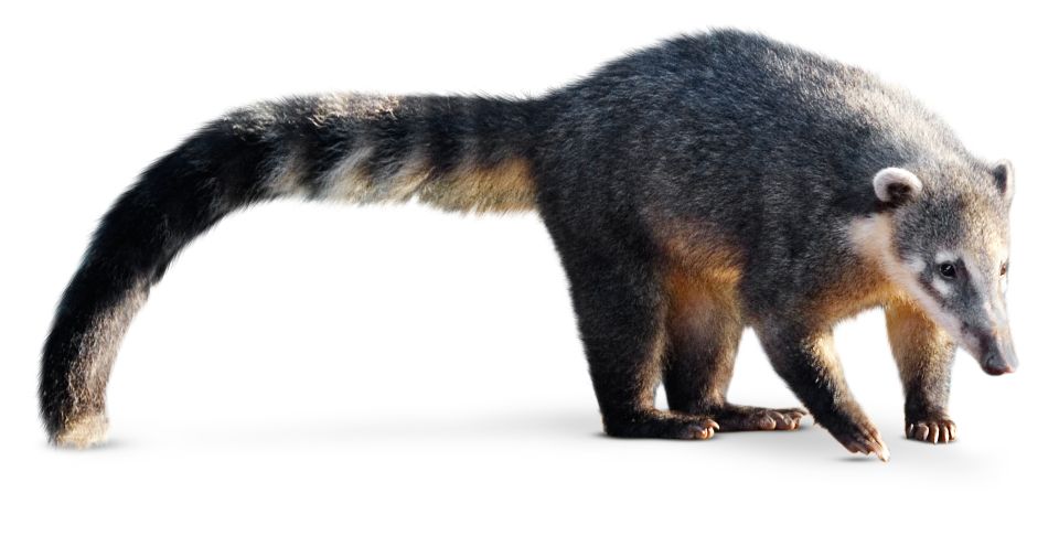 + animal that looks like a raccoon