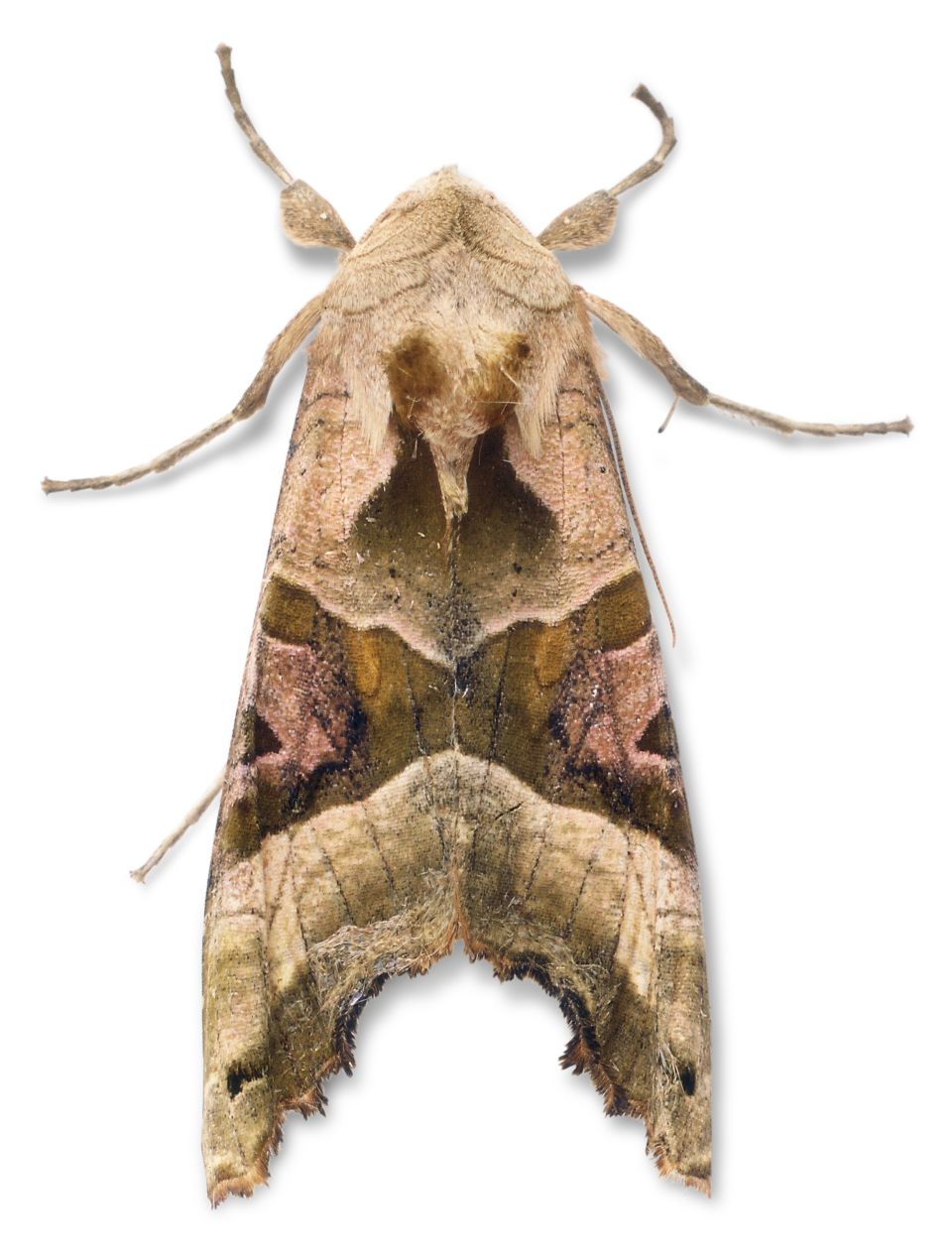 Different Types Of Brown Moths