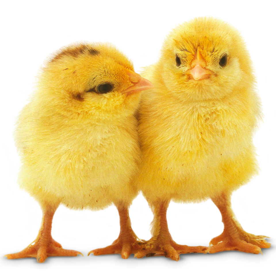 Chicken Facts For Kids All About Chickens Dk Find Out - 