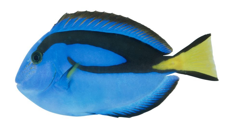 Coral Reef Fish | Tropical Fish Species | DK Find Out Coral Reef Fish | Tropical Fish Species | DK Find Out