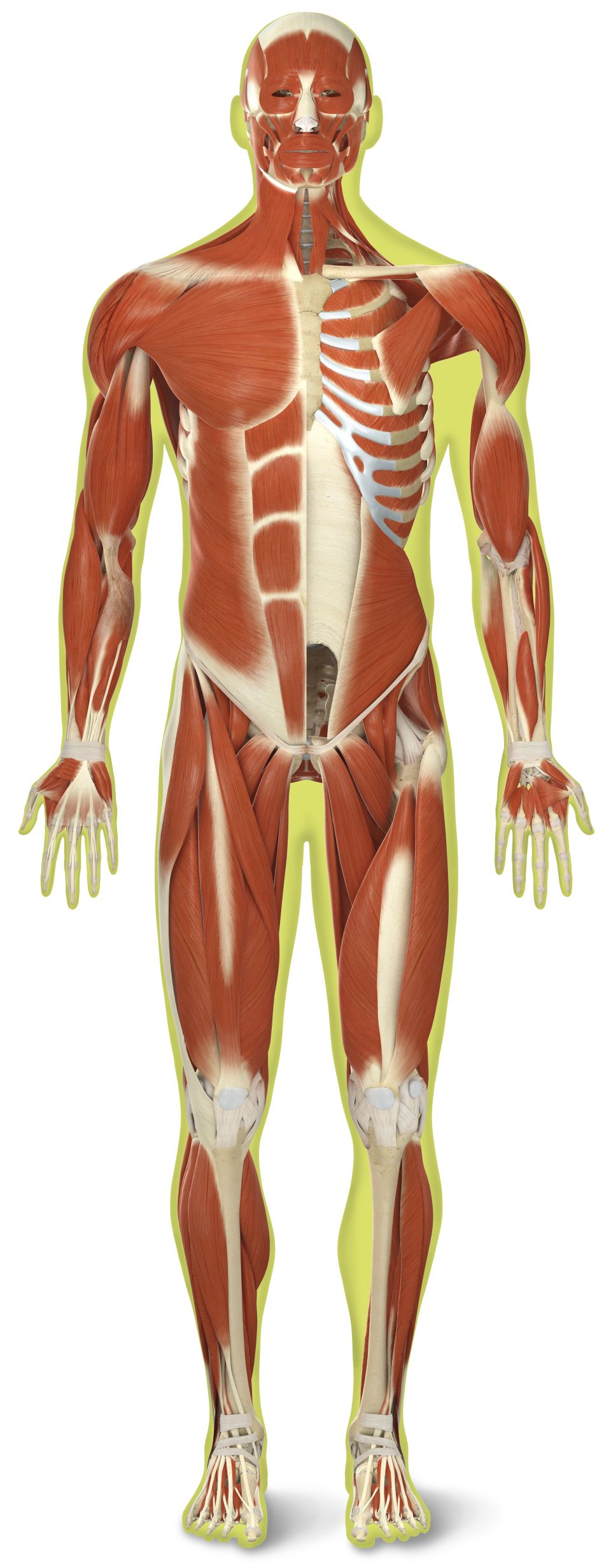 Human Muscles Diagram : human-leg-muscles-diagram | Anatomy for Artists ... - The muscles that ...