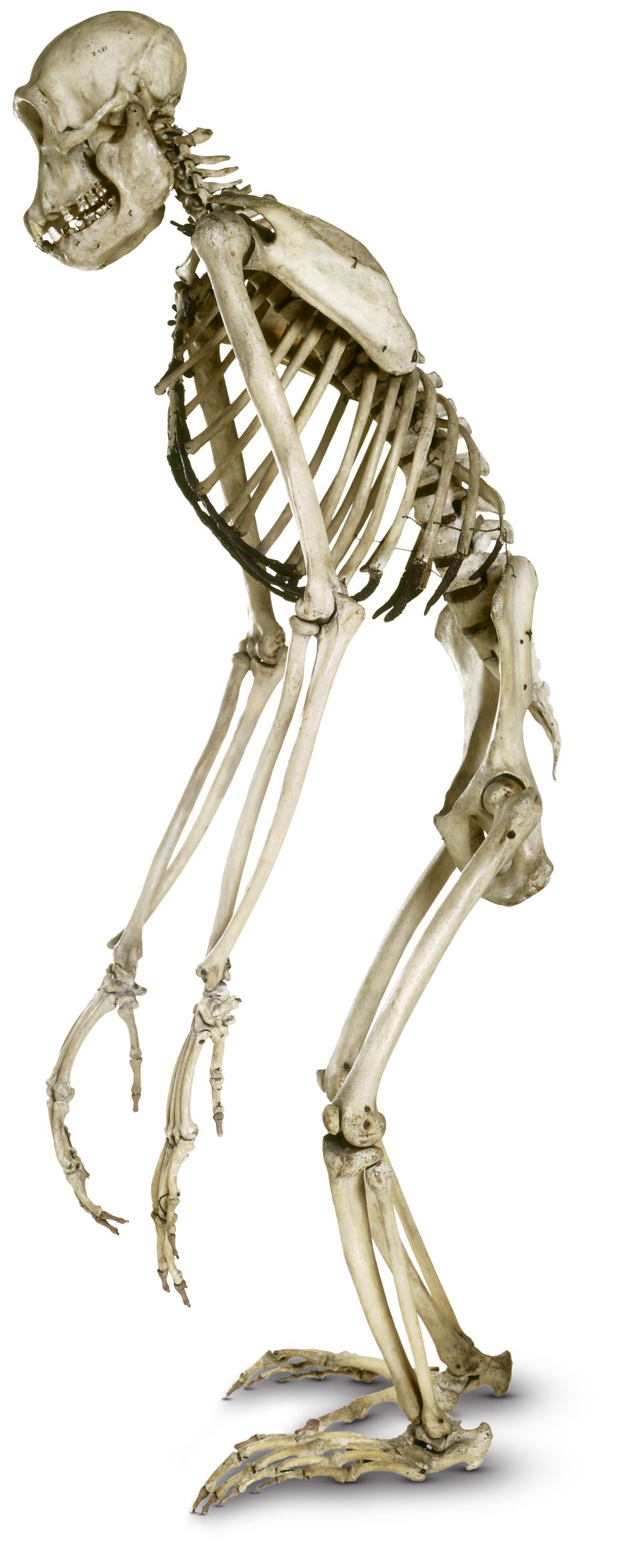 Mammal Skeletons Anatomy of Mammals DK Find Out