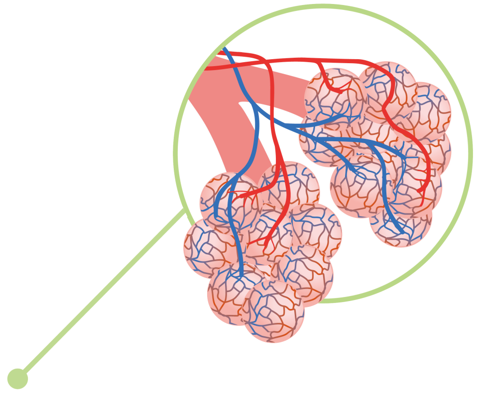 Рисунок альвеолы легких