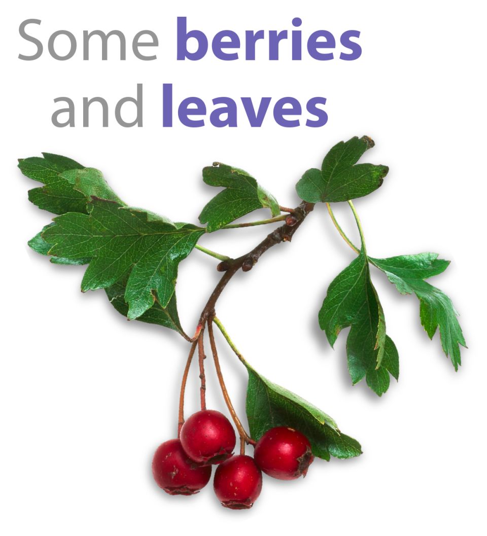 Regular plural nouns English lessons DK Find Out!