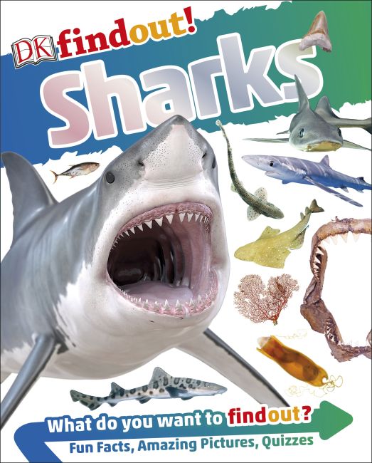 DKfindout! Sharks Paperback cover of DKfindout! Sharks