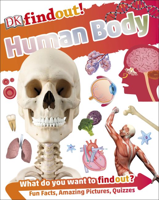 DKfindout! Human Body Flexibound cover of DKfindout! Human Body