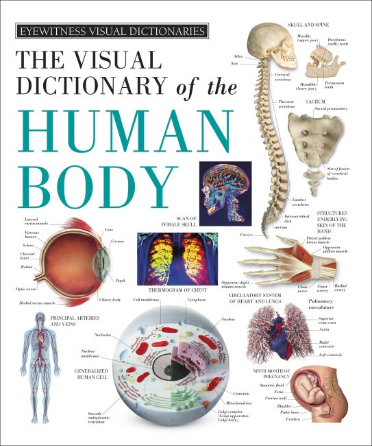 Eyewitness Visual Dictionaries: The Visual Dictionary of the Human Body Hardback cover of Eyewitness Visual Dictionaries: The Visual Dictionary of the Human Body