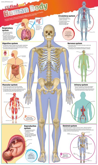 DKfindout! Human Body Poster Wallchart cover of DKfindout! Human Body Poster