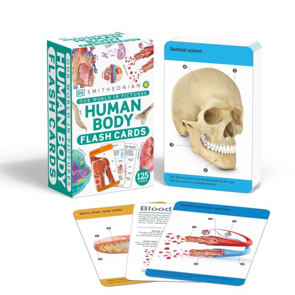 Our World in Pictures Human Body Flash Cards undefined cover of Our World in Pictures Human Body Flash Cards