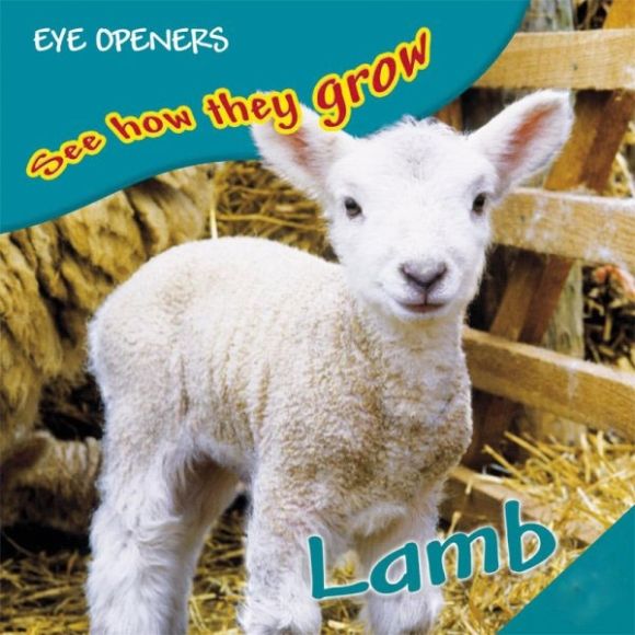 Lamb DK UK