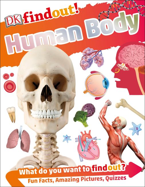 Paperback cover of DKfindout! Human Body