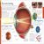 Human Body A Children's Encyclopedia Preview 3