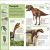 Pocket Eyewitness Dinosaurs Preview 2