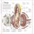 Stephen Biesty's Incredible Body Cross-Sections Preview 1