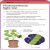 Super Simple Biology Revision Cards Key Stages 3 and 4 Preview 2