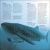 Sharks Preview 2